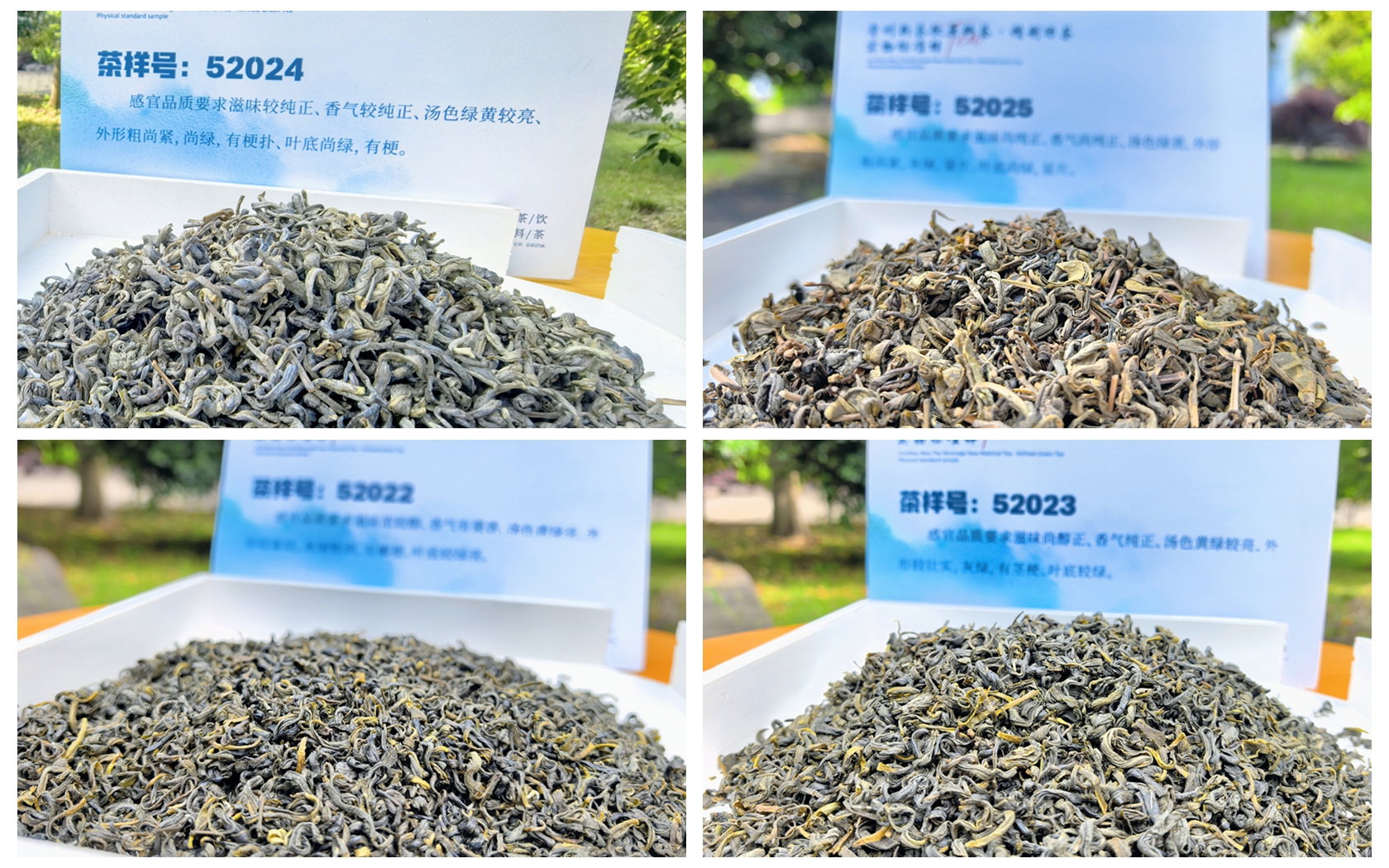 Guizhou Green Tea