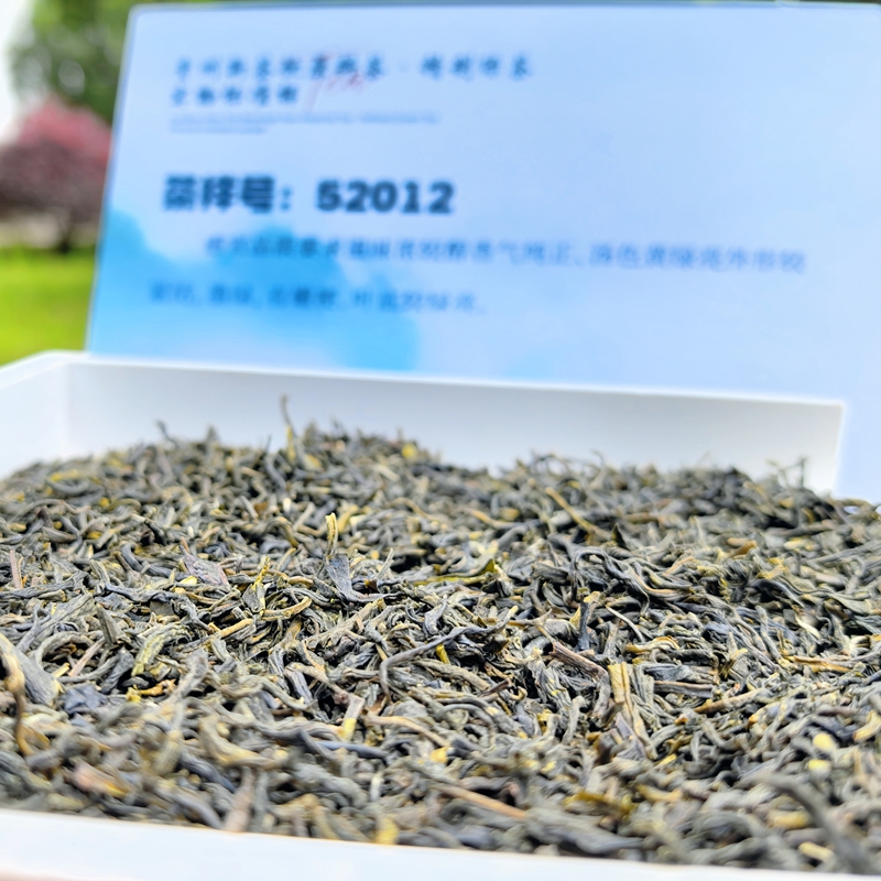 Guizhou Green Tea