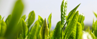 From Guizhou's Misty Highlands. Naturally Grown.
